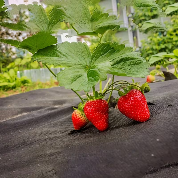 VEGMESH™ - ÜLTETŐFÓLIA (1x10m)