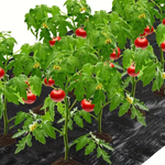 VEGMESH™ - ÜLTETŐFÓLIA (1x10m)